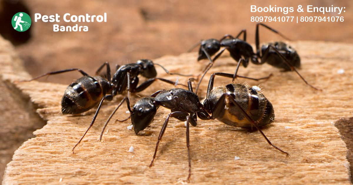 Ant Control in Bandra